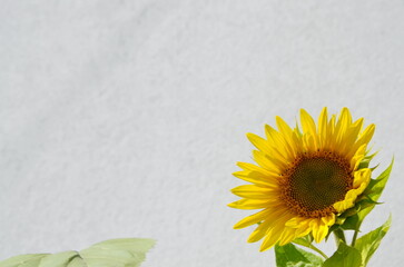 sunflower in the right corner of the photo against a gray background. With place for text. background