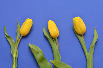 Naklejka premium three yellow tulips on a blue background