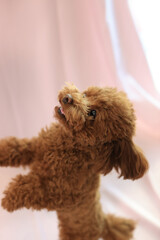 飼い主に話しかけるプードル