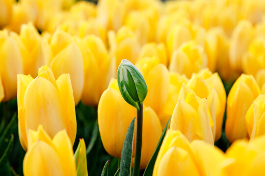 One green tulip in the middle of a yellow field