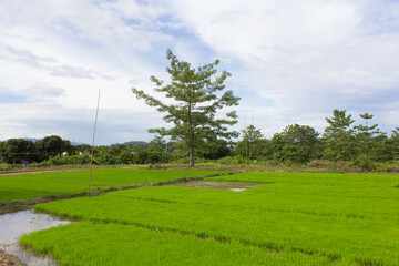green rice field with Bombax ceiba