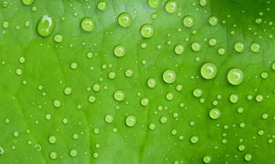 Fototapeta na wymiar water drops on green lotus leaf after rain