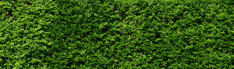 Decorative green bush wall background - 491432847