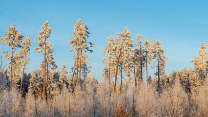 Winter landscape with snowy bushes and trees on blue sky background. Plants are covered with hoar frost.