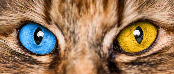 Cat's eyes are the colors of the flag of Ukraine - blue and yellow