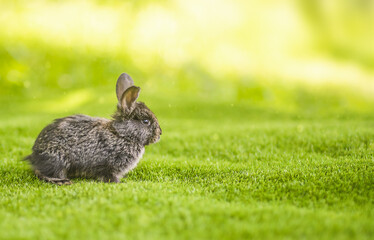 Rabbits. Cute little Easter bunny in the meadow. Green grass under the sunbeams.