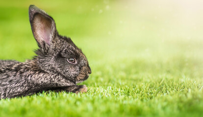 Easter Rabbit. Cute little Easter bunny in the meadow. Green grass under the sunbeams.