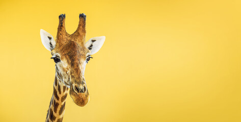 Giraffe on a yellow background