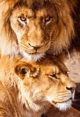 Pair of adult Lions. Predator´s love and care.