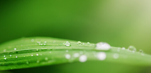 Drops of transparent rain water on a green leaf macro. Natural green background.