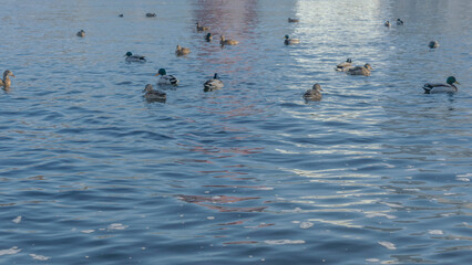 Waterfowl ducks and drakes on a winter river near open water in the city. A flock of ducks in the cold water.
