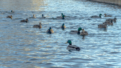 Waterfowl ducks and drakes on a winter river near open water in the city. A flock of ducks in the cold water.