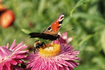 butterfly on flower