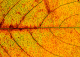 Naklejka na ściany i meble yellow autumn leaf texture closeup background