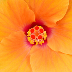 closeup pollen of orange shoe flower ( Hibiscus rosa sinensis )