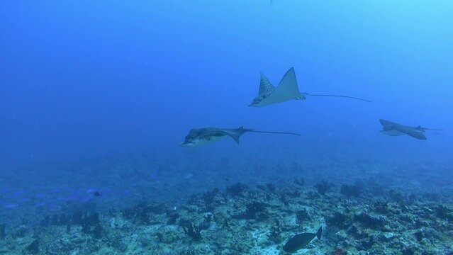 Wildlife underwater - Eagle ray - stingray- attacks another one