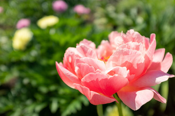 A singler beautiful peony bud on blurred flower background, side view. Flower bud. Pink peony shot at close range for poster, calendar, post, copy space for your design or text