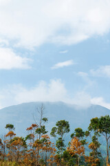 Mountain view with colorful tree leaves