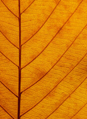 Obraz premium colorful autumn of leaves texture