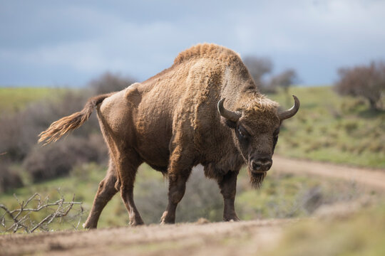 The European bison (Bison bonasus) or the European wood bison, also known as the wisent  or the zubr 