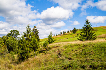 Fototapeta na wymiar fields covered with grass and conifers on a mountain hill.