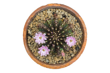 Top view cactus and pink flower in pot isolated on white background. Clipping Path