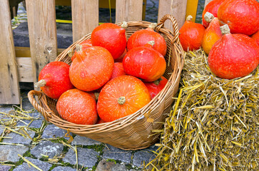 Hokkaido Squashes