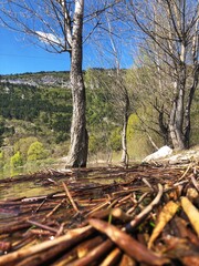 in to the wood