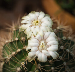 white flower of cactus. Close up Macro Photography