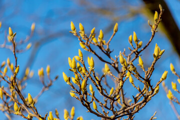 Selective focus branches of Magnolia buds on the tree with blue sky, The flower is blooming during the spring season, Flowering plant species in the subfamily Magnolioideae of the family Magnoliaceae.