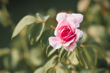 beautiful pink rose blooming in the garden