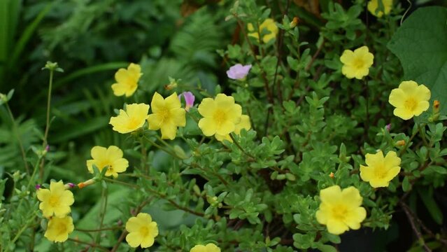 Common Purslane Flowers, Verdolaga, Pigweed, Little Hogweed or Pusley