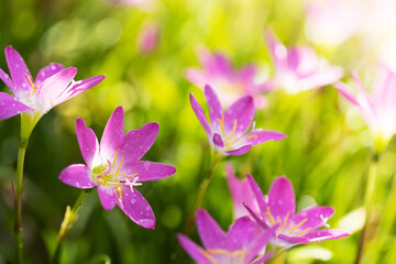 Selective focus of pink flowers rain lily with droplets on blurred green bokeh background