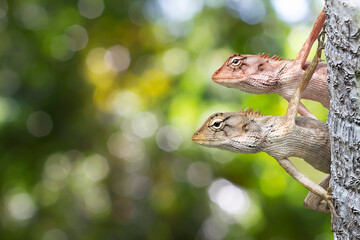 Two Thai chameleons behind the tree trunk on blurred green bokeh background