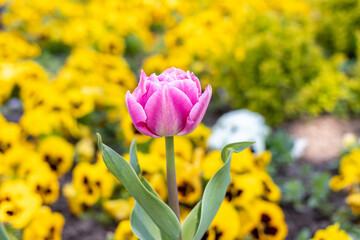 Gently pink tulip on a background of yellow viola