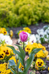 Gently pink tulip on a background of yellow viola