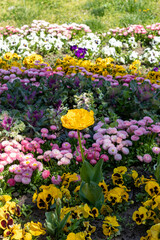 Yellow terry tulip in a flowerbed with viola bushes and daisies