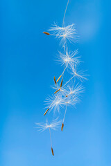 Dandelion Seeds flying away Blue Sky close-up. Macro nature background