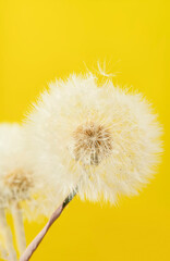 Closeup of white dandelion seed head on yellow summer background