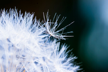 Fluffy Dandelion Seeds close-up on dark background. Macro