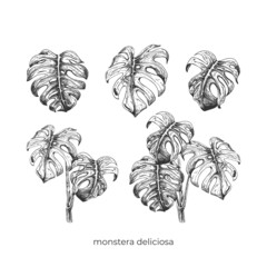 186_monstera deliciosa_set of illustrations, monstera deliciosa leaf, carved, detailed, graphics, black on white