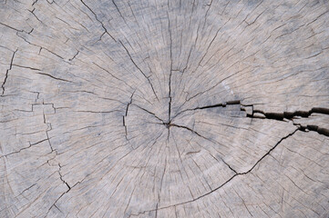 gray stump texture  There is a natural pattern.  Used to design backgrounds and wallpapers.