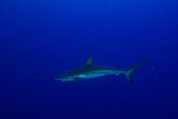 Fototapeta na wymiar shark