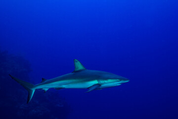 An impressive sized reef shark patrols the top of Bloody Bay Wall in Little Cayman. In this shot...