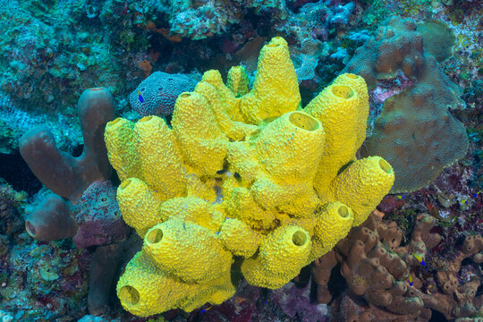 Big Yelow Sponge Stock Photo, Picture and Royalty Free Image