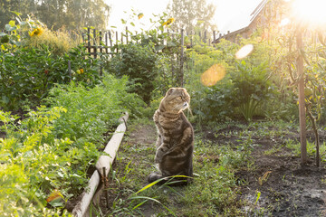 Cute funny brown tabby cat of the Scottish breed sits on a path in the garden among the beds of vegetables and looks. Wild striped scottish fold cat in the garden in the morning sun
