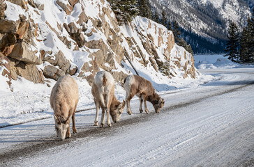 Fototapeta premium Bighorn Sheep (Ovis canadensis) eating road salt in Banff National Park, Alberta, Canada