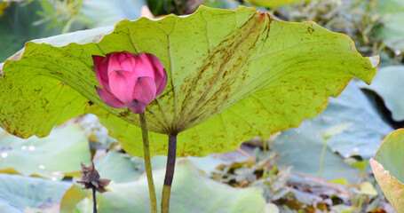 The pink lotus is blooming beautifully in the middle of the green lotus leaf. Early morning with bright light
