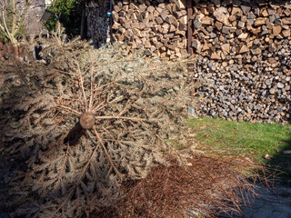 Gehölzschnitt Abfälle mit Kaminholz im Garten