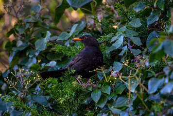 Blackbird (Turdus merula) sits in dark green leaf foliage. Male bird with yellow orange eye ring and beak. Dublin, Ireland